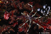 Nymphon sp-Cap Vert Mille poissons-5m-20150408-Denis-ADER-DSC_9941_tn